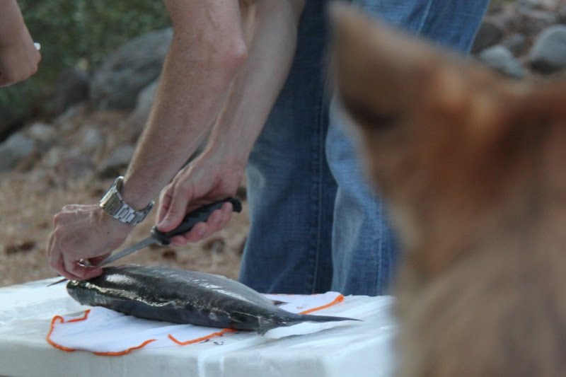 The Dog Who Sometimes Fetches Chicken vs salmon