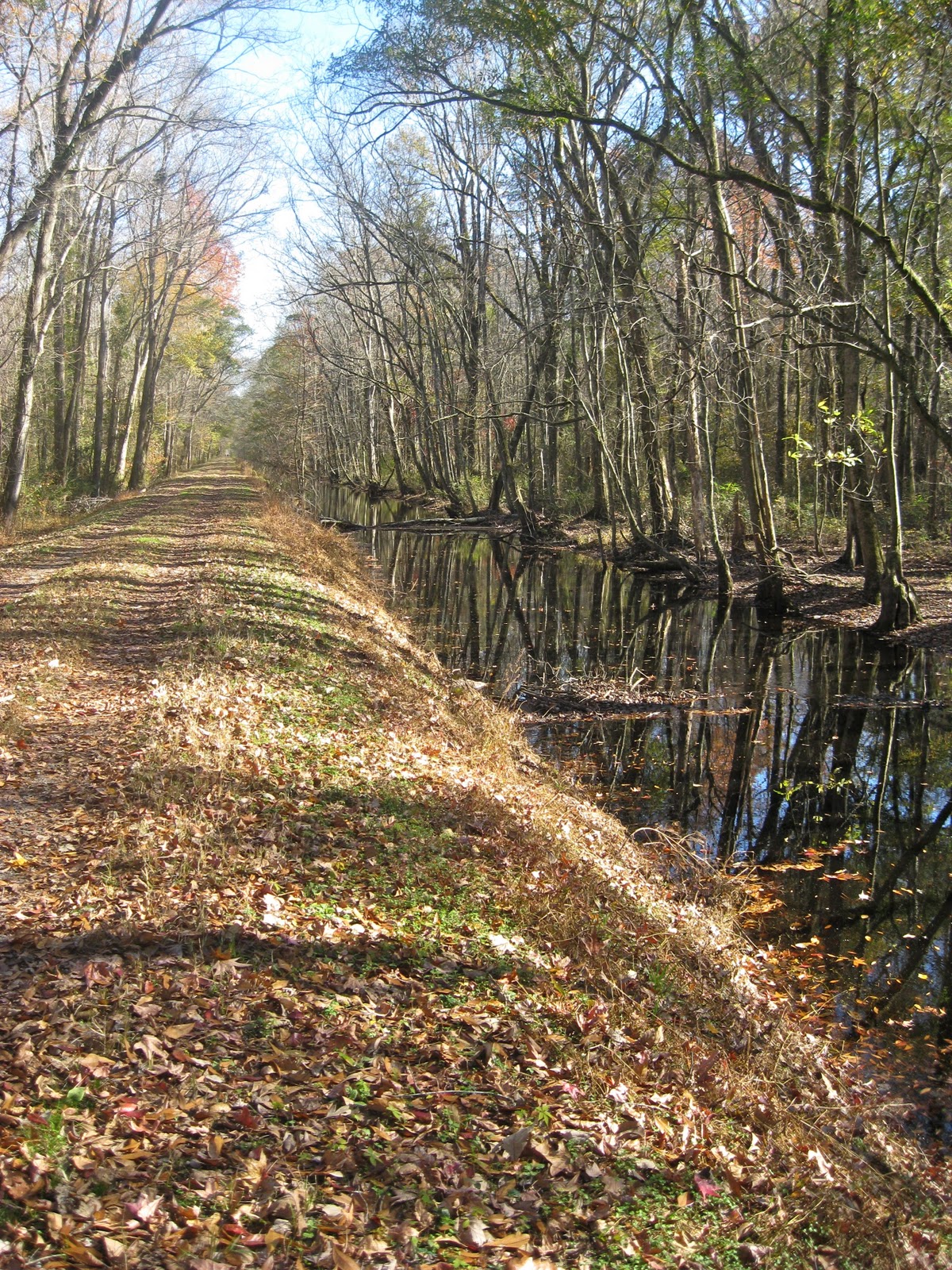Off the Shelf Walks Along the Washington Ditch of the Great Dismal Swamp