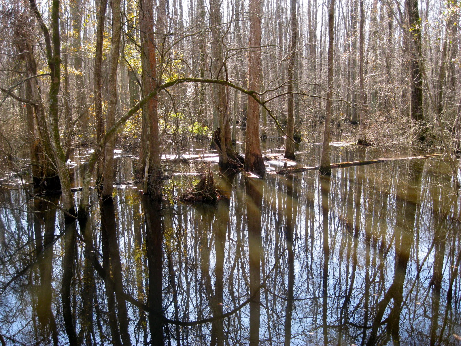 Off the Shelf Walks Along the Washington Ditch of the Great Dismal Swamp