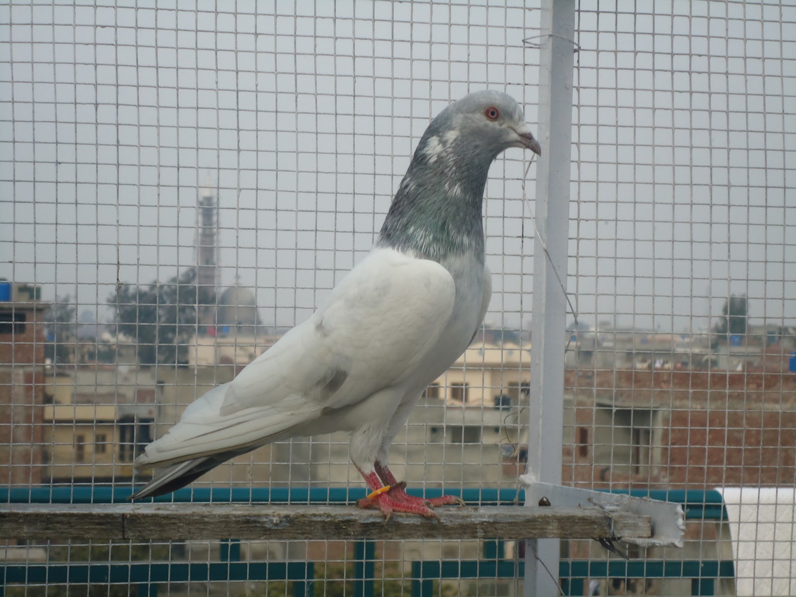 Saleta Pigeons of Pakistan Pigeons Photos Pigeons Care Pigeons