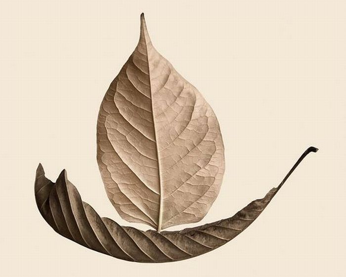Лист арт. Кораблик из листьев деревьев. Скрученный лист дерева. Скрученный сухой лист. Кораблик из листика.