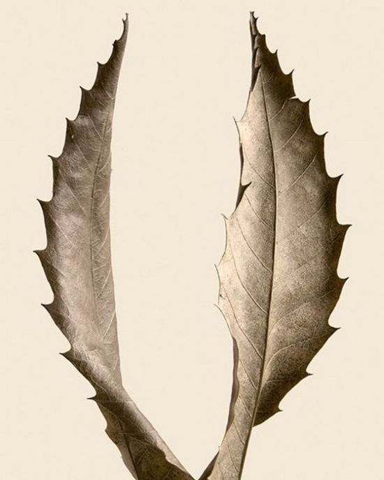 mixpix: Awesome Dry Leaves Art