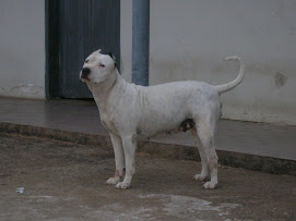 LAIKA