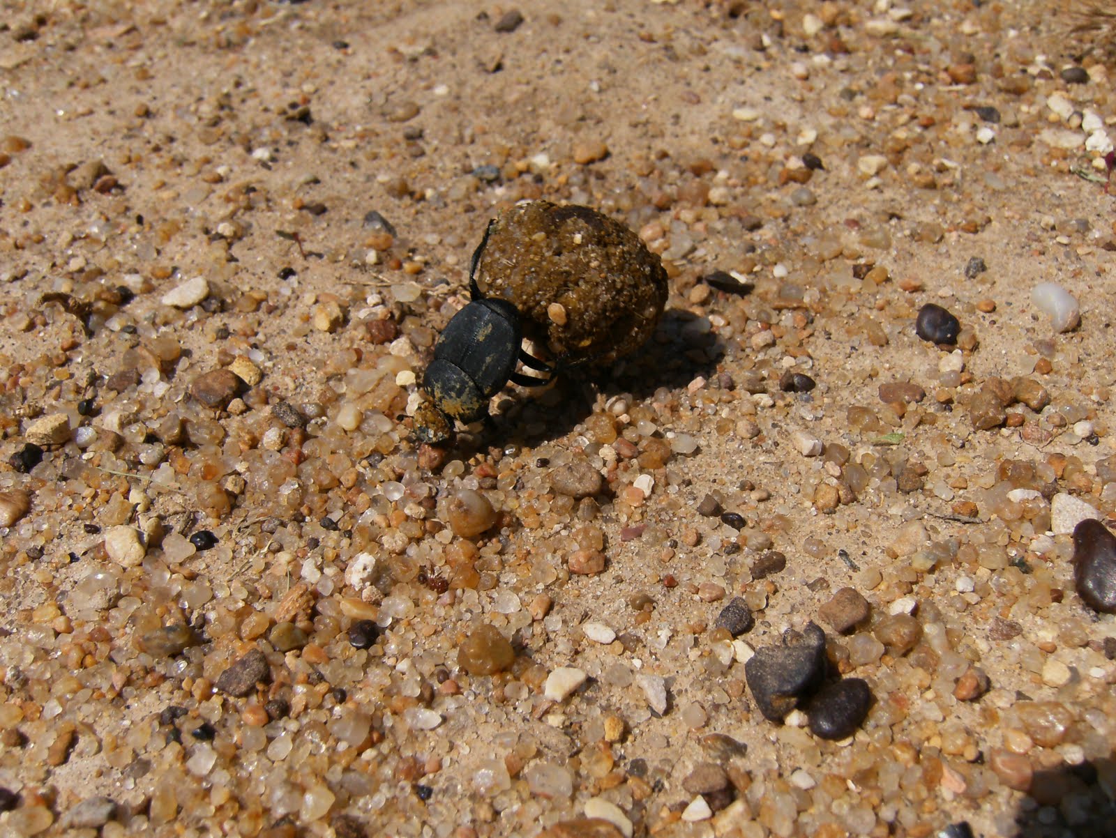 Reflections: Poop Roller aka Dung Beetle at Work