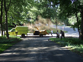 MN removal, Savage 24th street tree