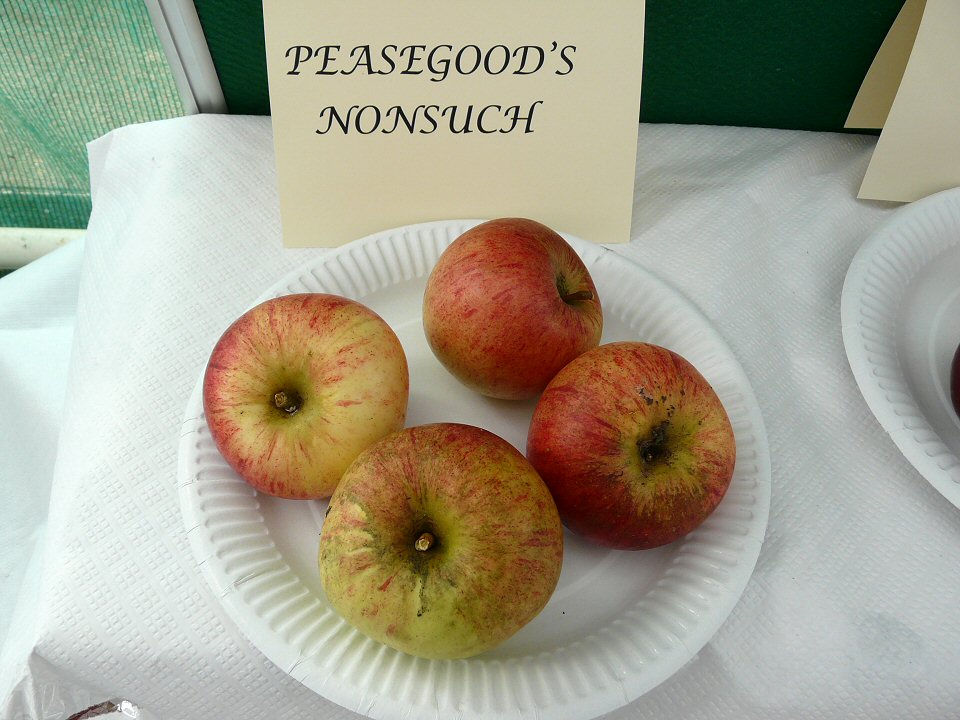 [Peasgood's_Nonsuch.jpg]