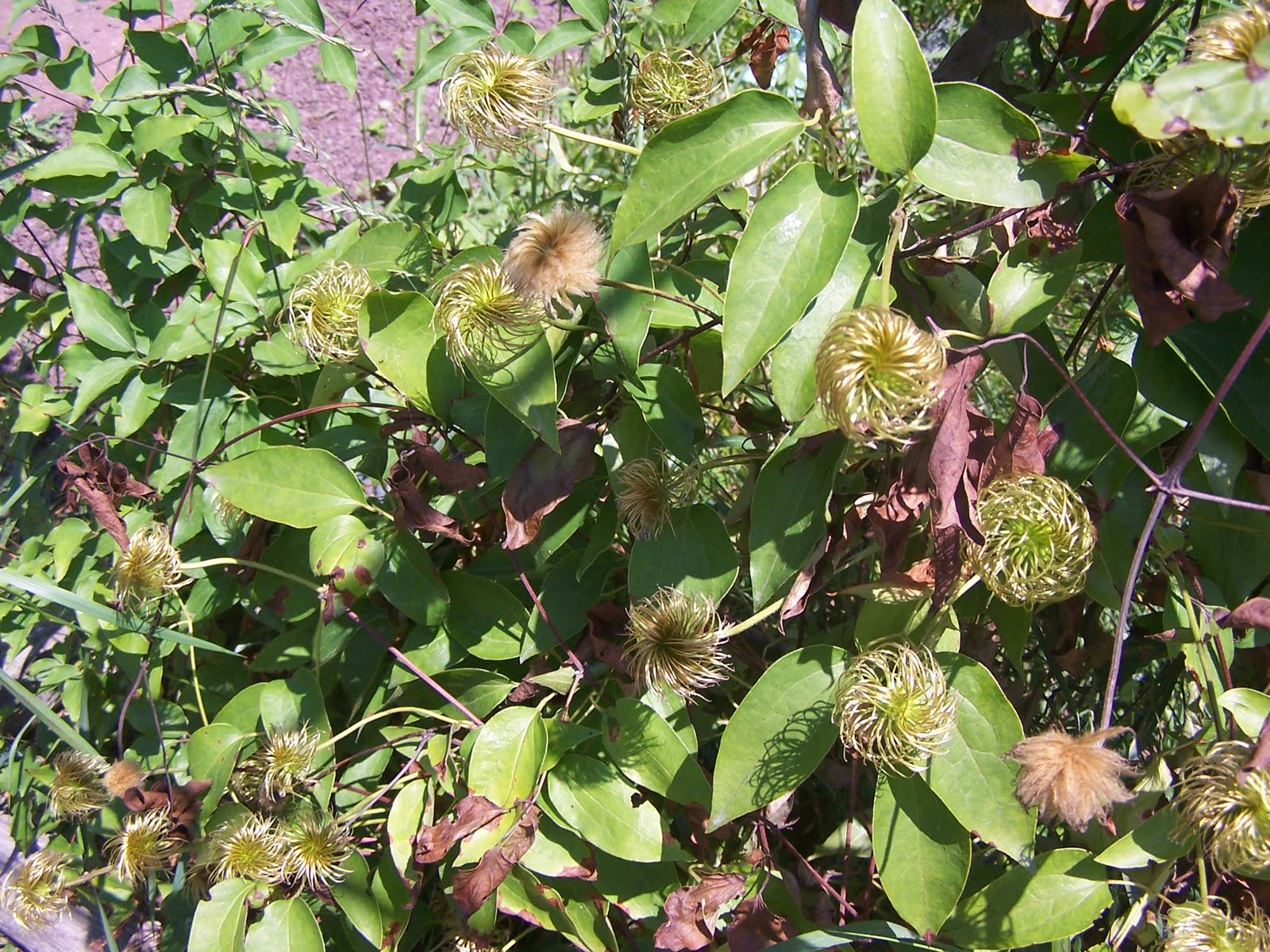 Glory's Garden: Clematis Seeds Pods