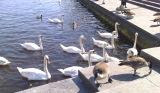 Swans on the river - they were hungry