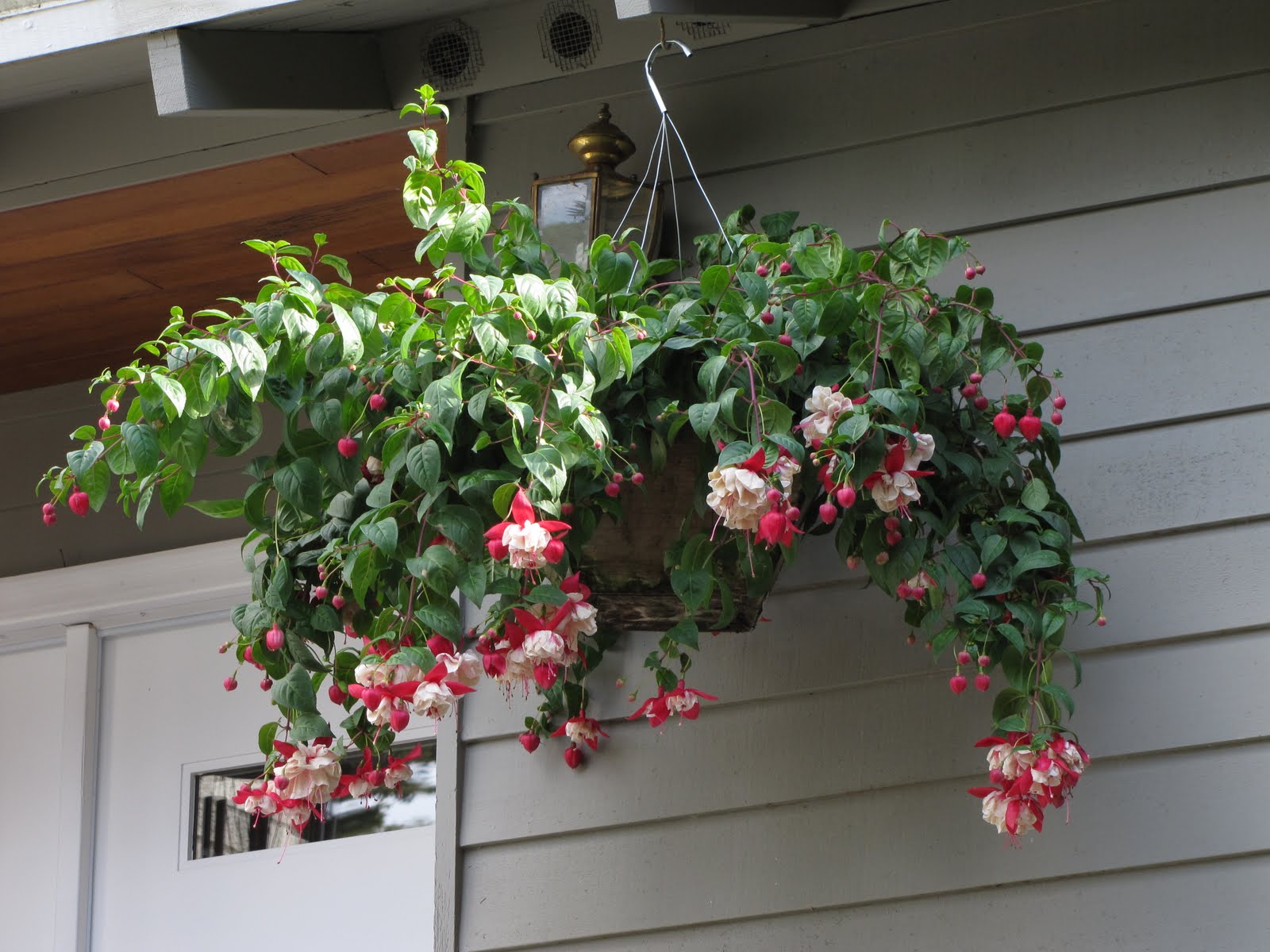 Northwestern Perspectives Hanging Baskets and Containers
