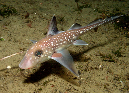 Fish Index: Spotted Ratfish (Hydrolagus colliei)