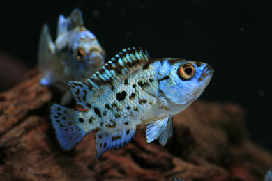 Jack Dempsey Fish on Fish Index  Jack Dempsey Fish  Cichlasoma Octofasciatum