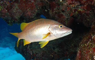 Fish Index Schoolmaster Snapper Lutjanus apodus 