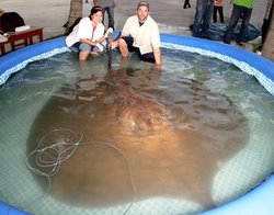 Giant Stingray