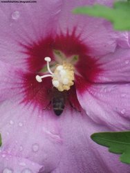Pollenating A Hibiscus