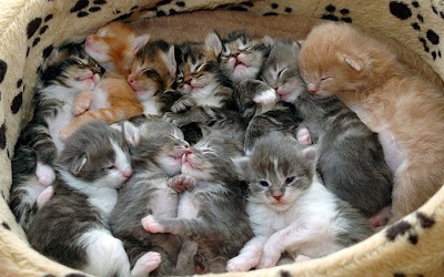 Cutest+Kittens+Ever.jpg