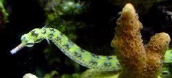 Dragonface Pipefish