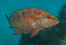 Coral Trout