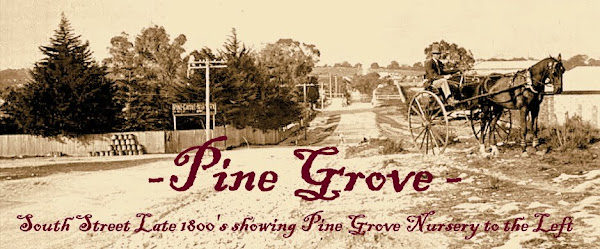 Pine Grove Homestead Fremantle