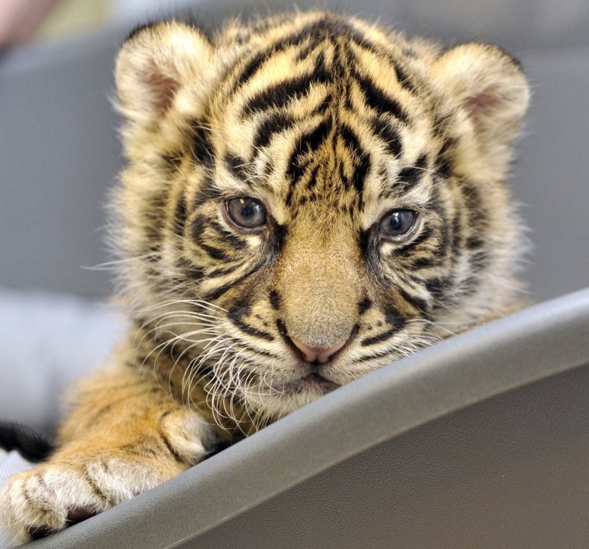 Baby Tiger - Best Animals