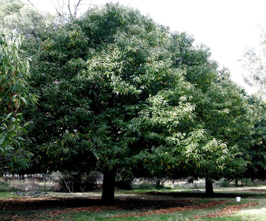 [Chestnut_tree.jpg]