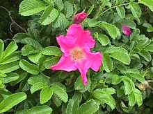 ROSA RUGOSA