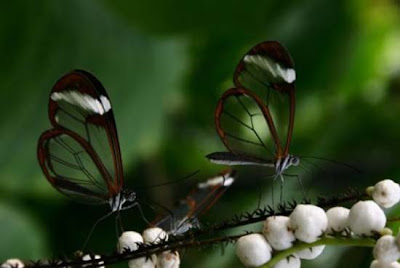 transparent winged butterfly