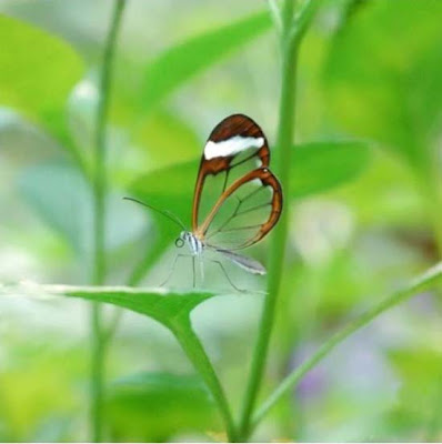 transparent butterfly is not a hoax