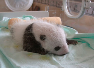 good sleep for baby panda