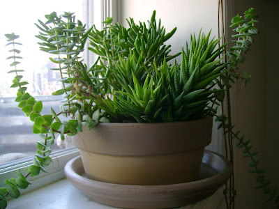 succulent plants online