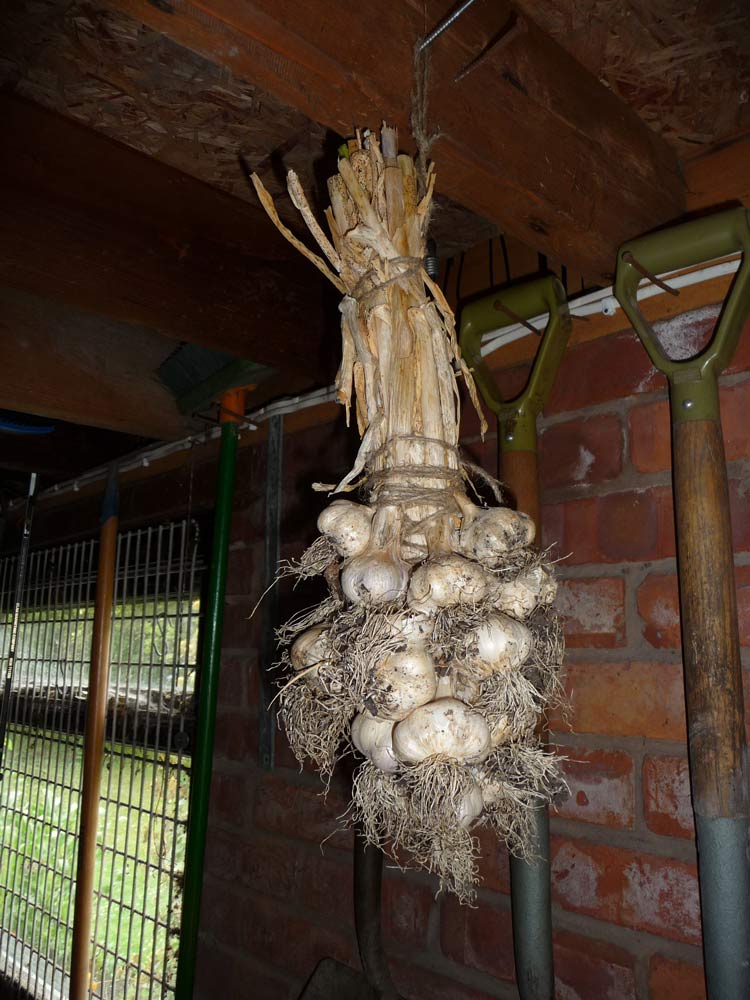 Lancashire Food Roping Garlic