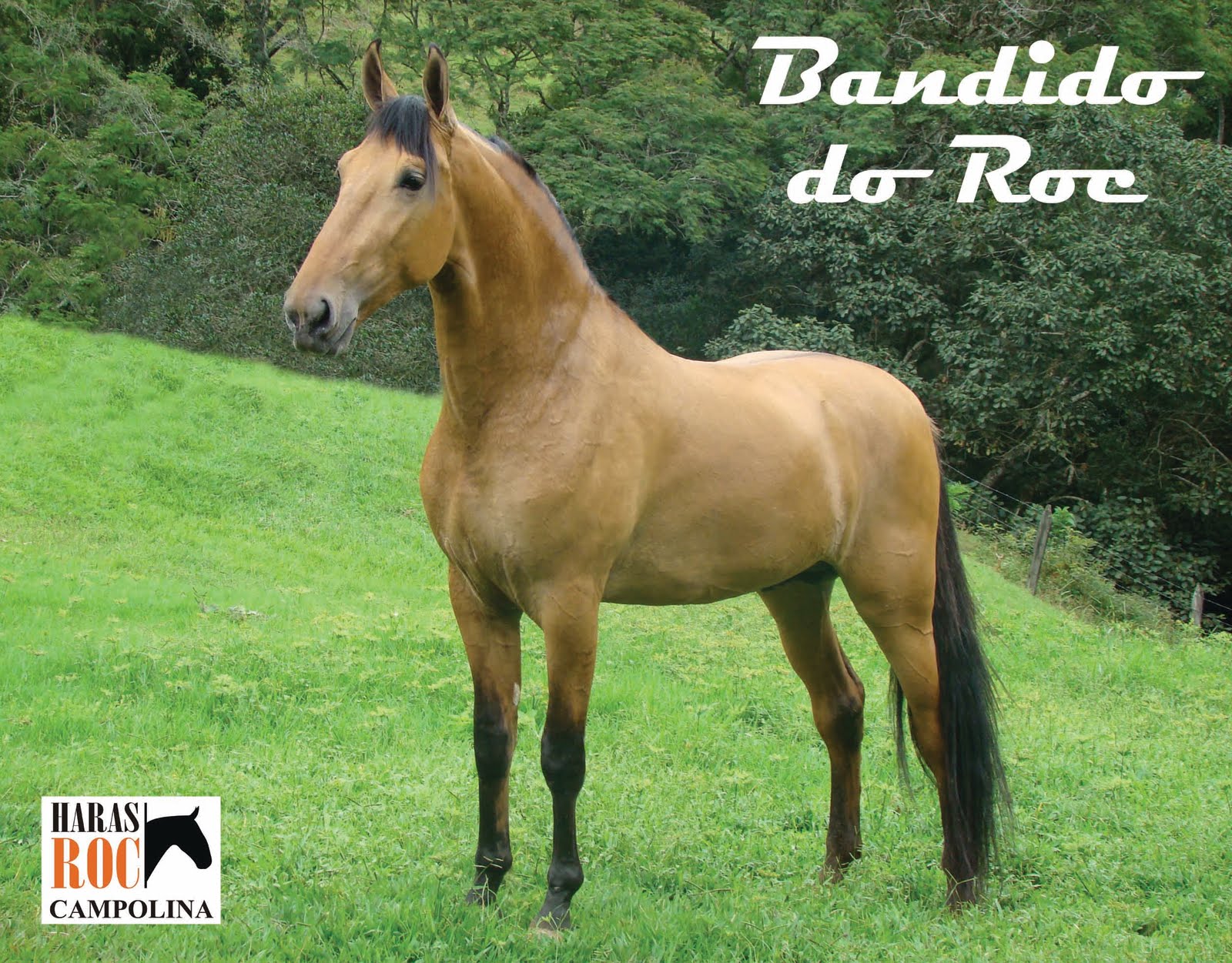 Haras Roc Bandido, o potro está