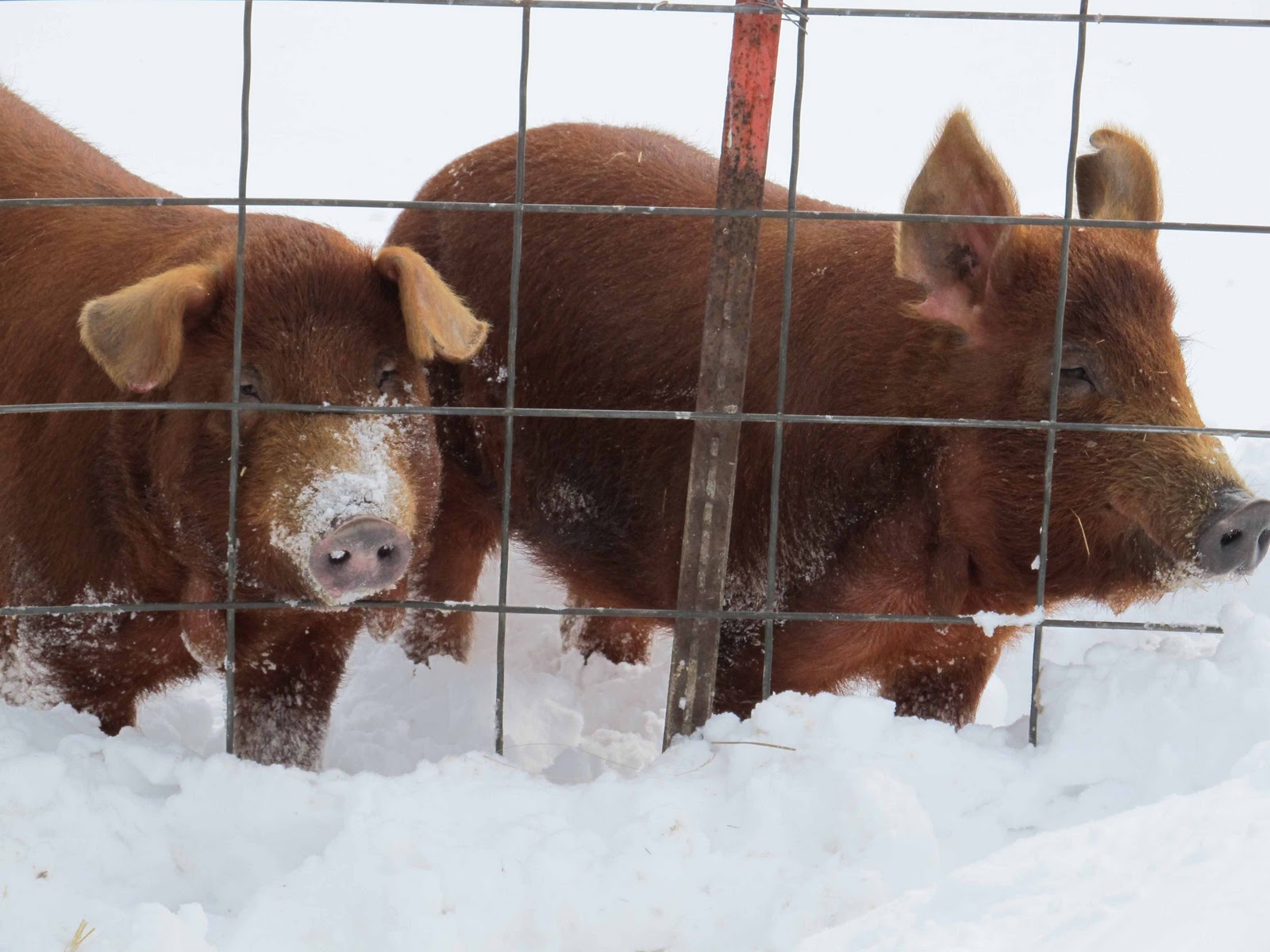 Wickham Family Farm Snow Pigs