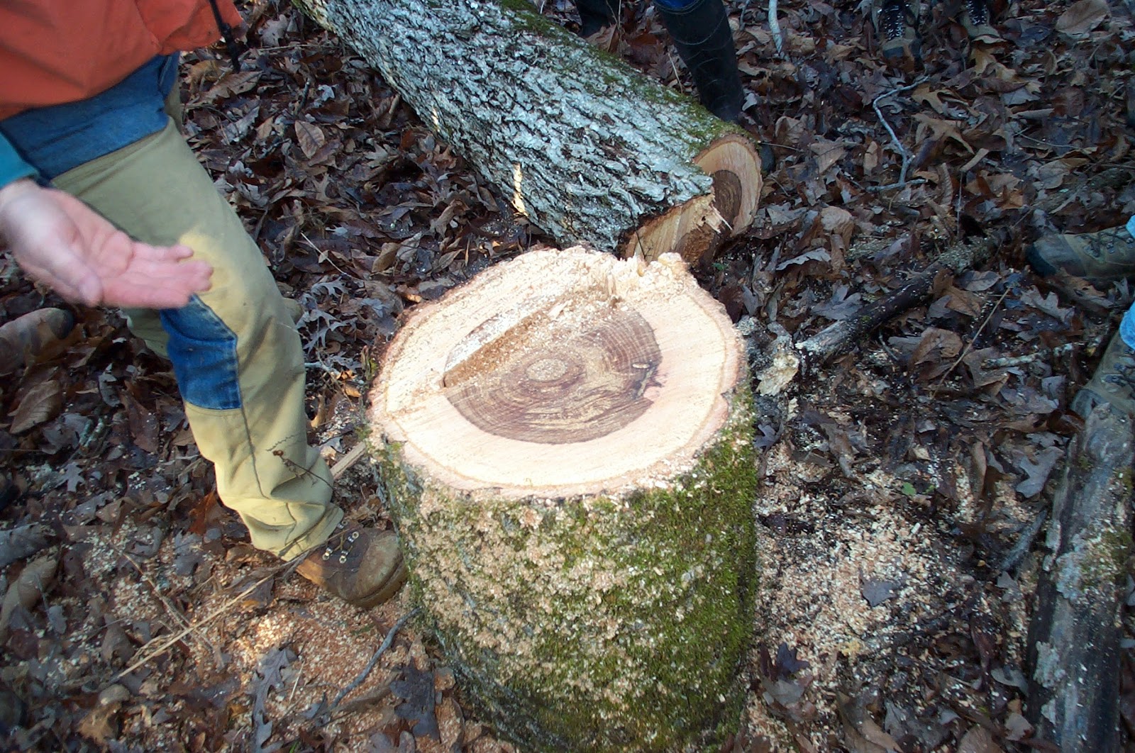 BigSurveyor Hickory Witness Tree