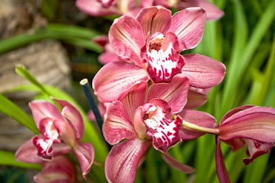Orchids+002.jpg