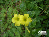 Oxalis pes-caprae