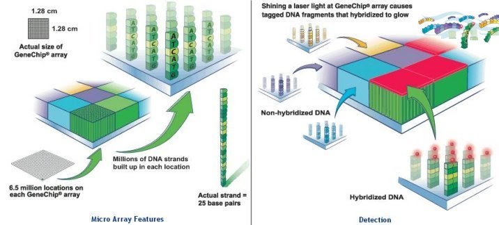 DNA and Genome, RNA, Biotech: DNA microarray