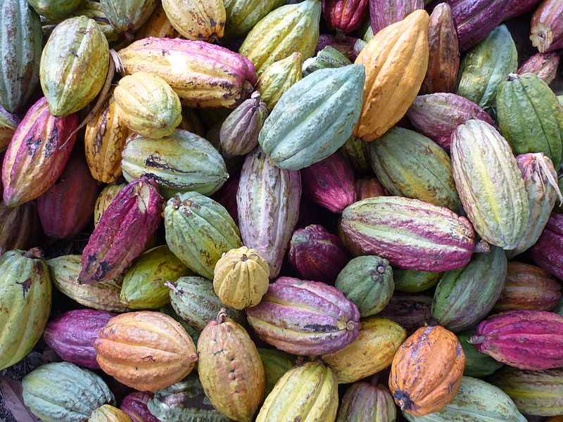 Food/Science New Variety of Cacao