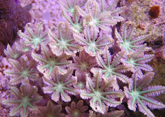 Rare and Exotic Corals