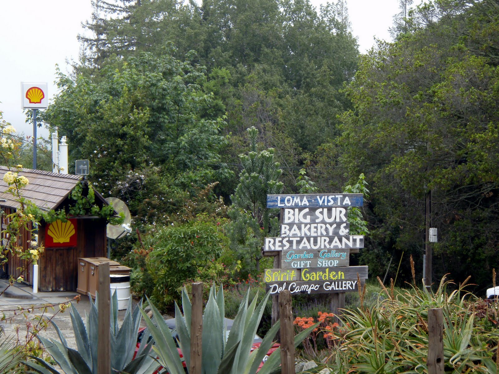 Pineapple Grass CA Coast Monterey, Carmel, & Big Sur