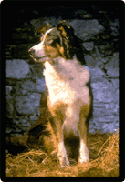 humanities 8 farah: Animal Farm (the movie)