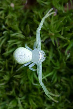 crab spider, photo by Kaldarin