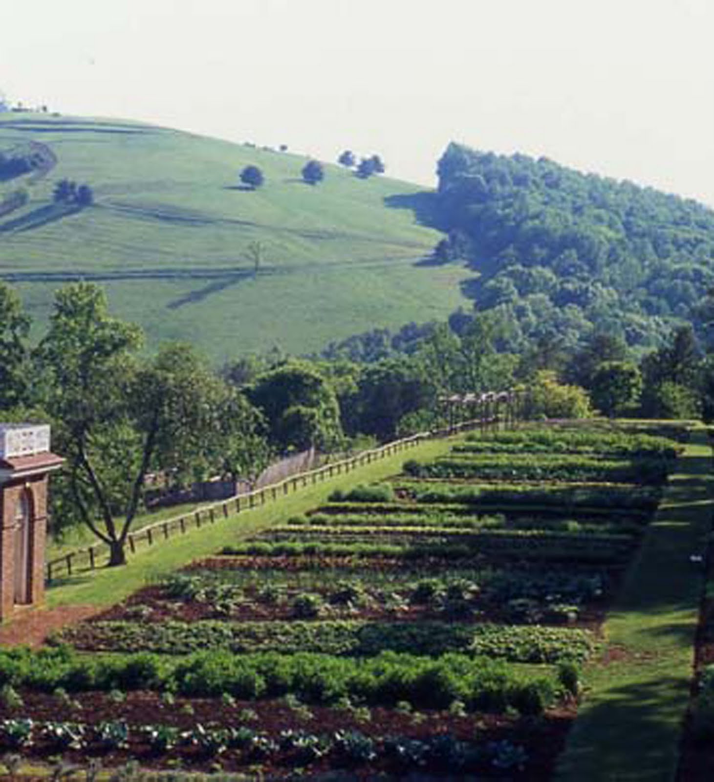 Plant Preview Founding Father & Gardener Thomas Jefferson