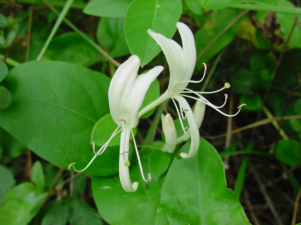 Plant Preview exotic invasive plant naturalized noxious weed honeysuckle