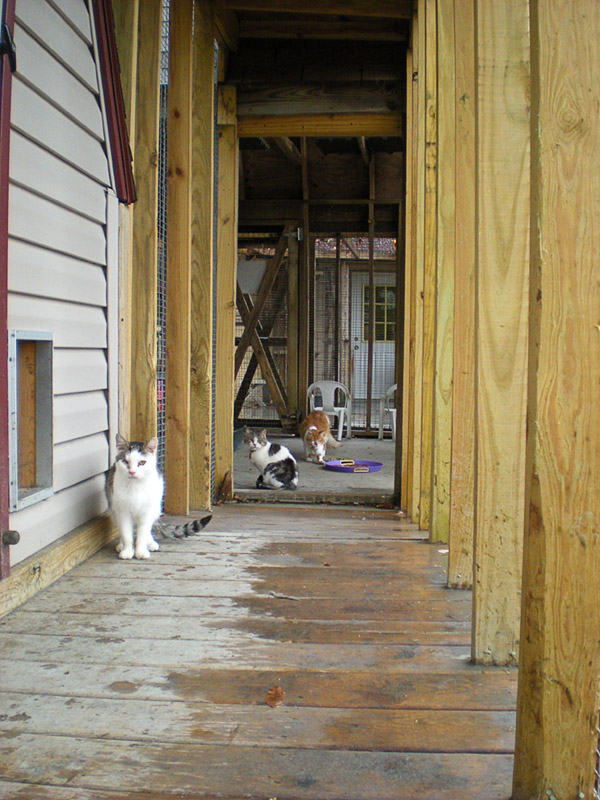 The Best Little Cat House in PA Chipmunk and Eddy