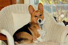 Carlton, our handsome Pembroke Welsh Corgi