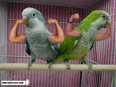 Gambar Lucu Gambar Burung Lucu Editan