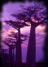¿Son parientes las ceibas de los baobabs?