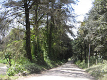 “Guauhtemallan” que significa “Tierra de Árboles”.