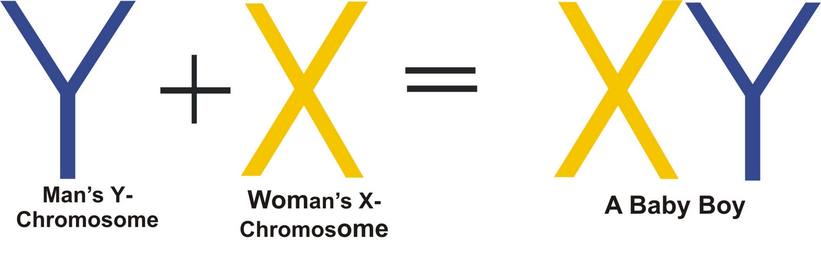 Chromosome Baby Gender Determination Chromosomes Styles in Baby Sex