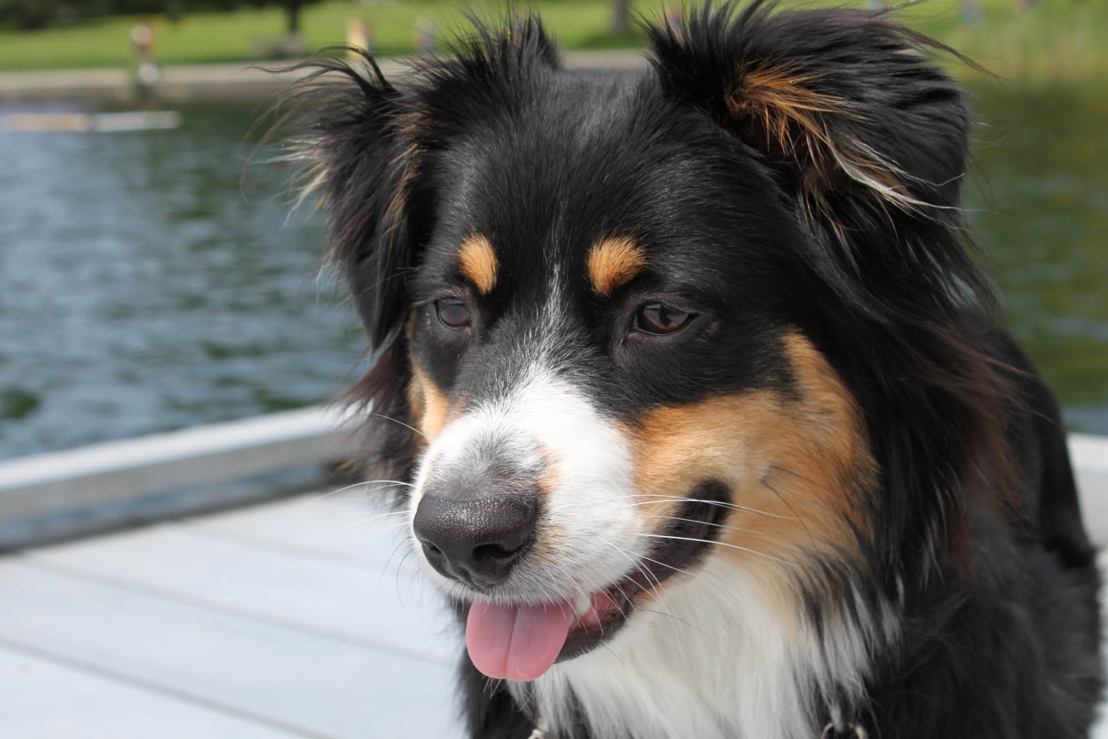 Our Mini Australian Shepherd Walking at Green Lake
